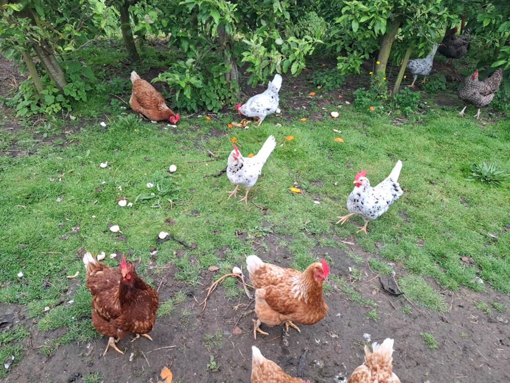 Broed eieren kippen  kruisingen €7 per 10 eieren, Dieren en Toebehoren, Pluimvee, Geslacht onbekend, Kip