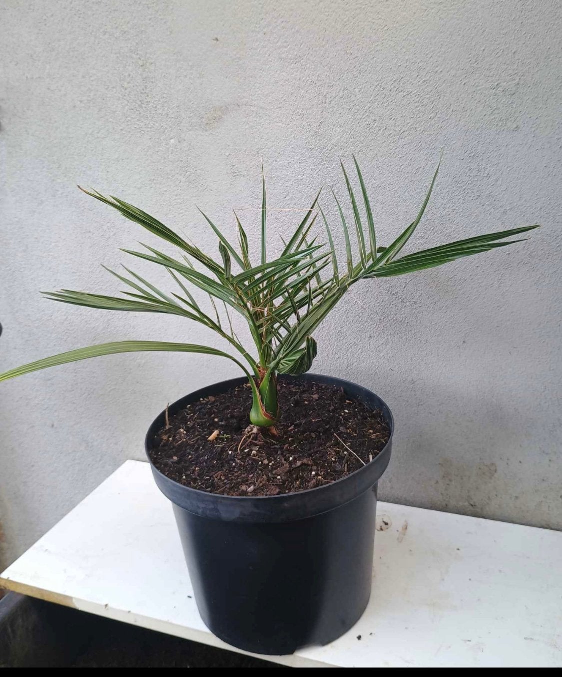 Te koop Phoenix canariensis Palm ook wel Canarischedadelpalm, Tuin en Terras, Planten | Tuinplanten, Overige soorten, Ophalen