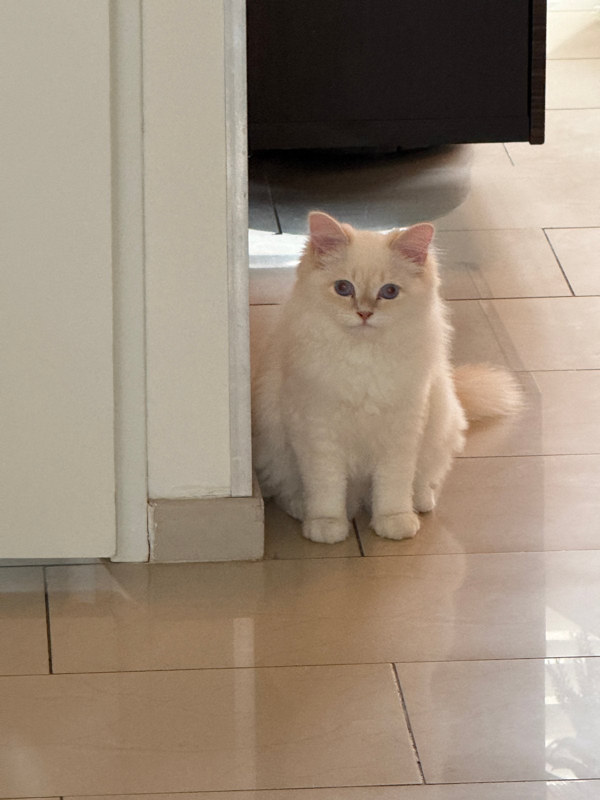 Prachtige Siberische Neva Masquerade Red Point 5 maanden, Dieren en Toebehoren, Katten en Kittens | Overige Katten, Kater, Langharig