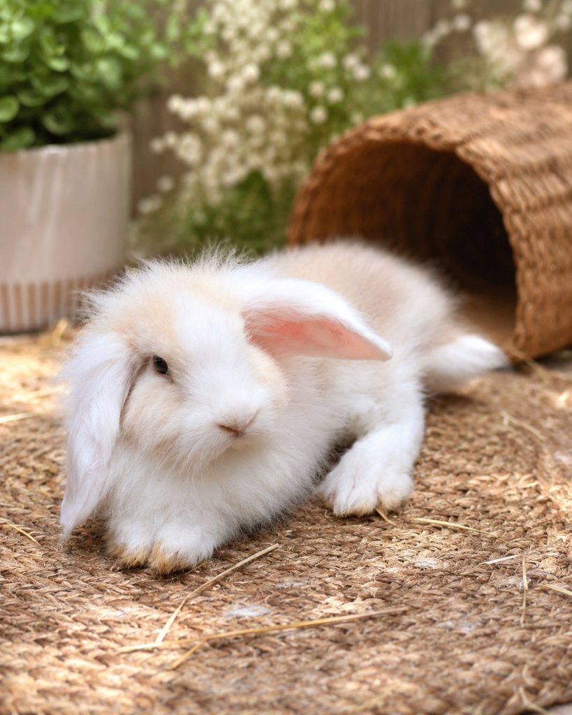 Nog 1 Super lief baby konijntje, Dieren en Toebehoren, Konijnen, Mannelijk, Klein, Hangoor, 0 tot 2 jaar