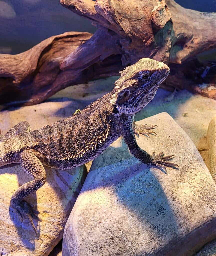 Pogona vitticeps - baardagaam oranje jong volwassen, Hagedis, Tam, 0 tot 2 jaar