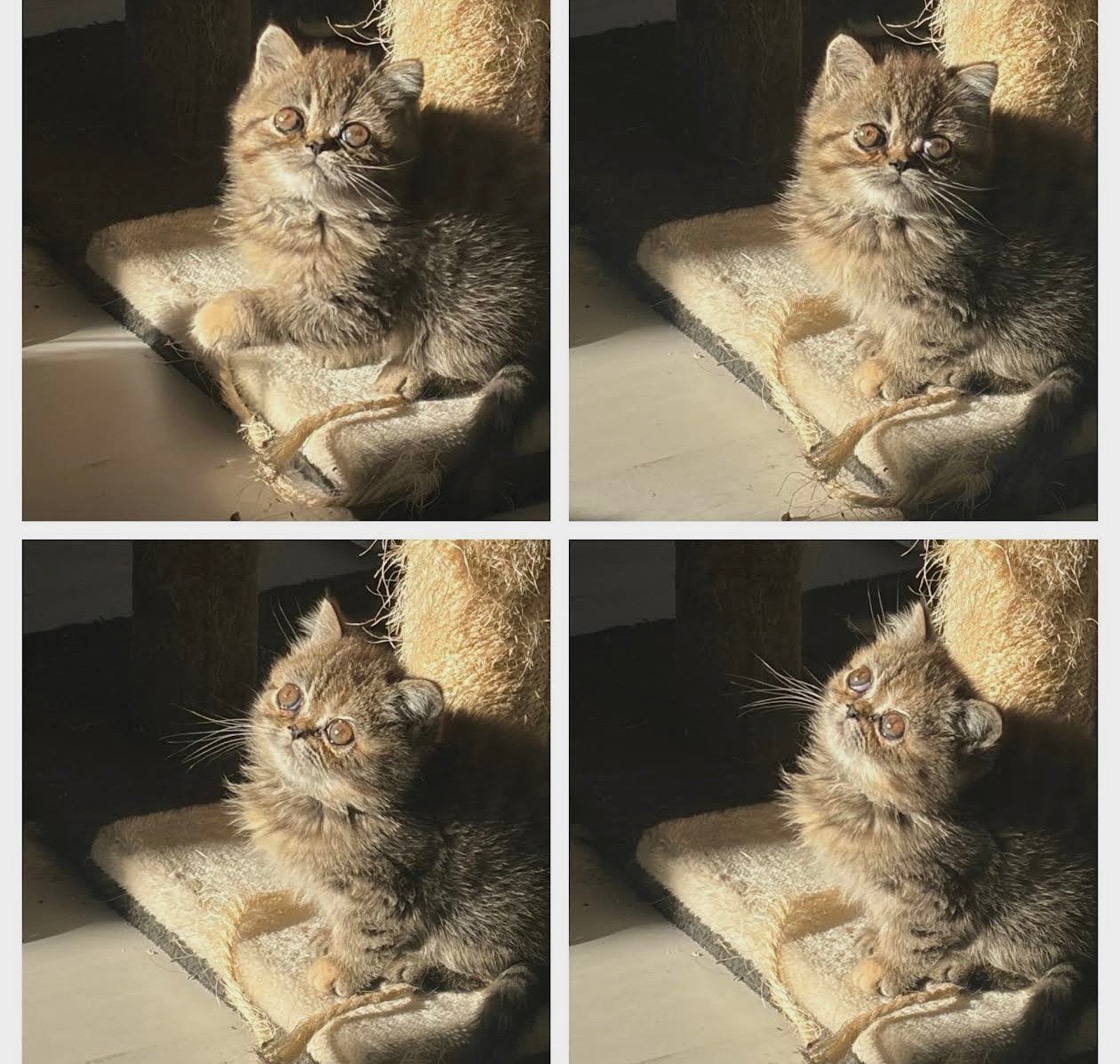 Exotic kittens, Dieren en Toebehoren, Poes, Ontwormd, 0 tot 2 jaar