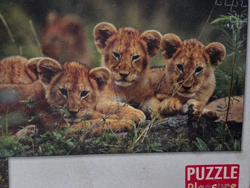 Gratis op te halen: Puzzel met schattige leeuwenwelpjes, Ophalen, 500 t/m 1500 stukjes, Zo goed als nieuw, Legpuzzel