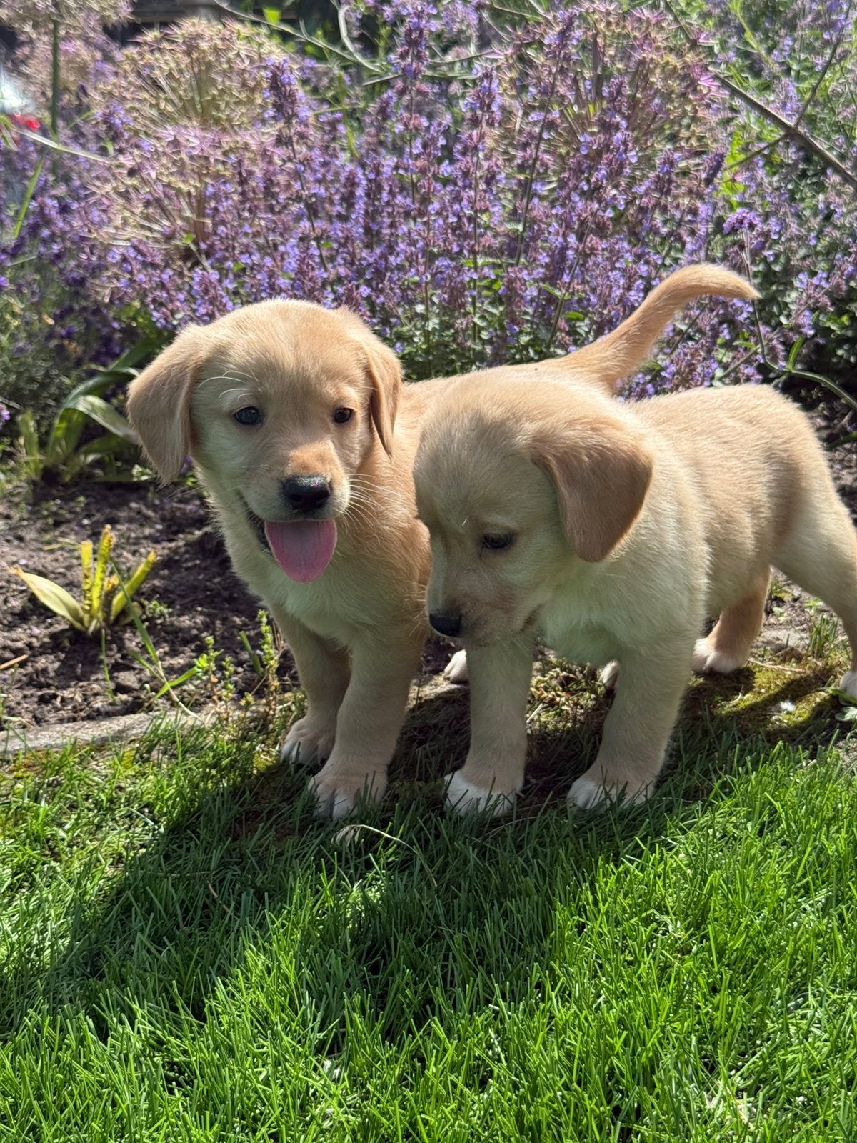 Nova scotia x Labrador, Dieren en Toebehoren, Honden | Retrievers, Spaniëls en Waterhonden, Nederland, Parvo, 8 tot 15 weken, Labrador retriever