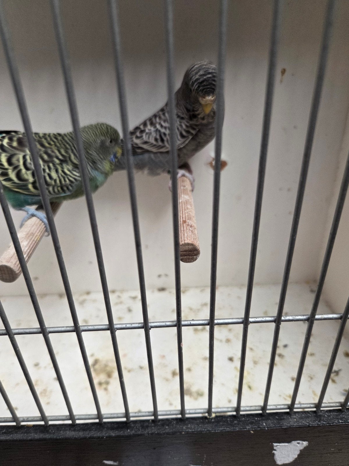 koppeltje blackface grasparkieten, Meerdere dieren, Parkiet