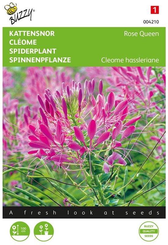 Kattensnor zaden - Rose Queen - GRATIS VERZENDING, Verzenden, Gehele jaar, Halfschaduw, Zaad