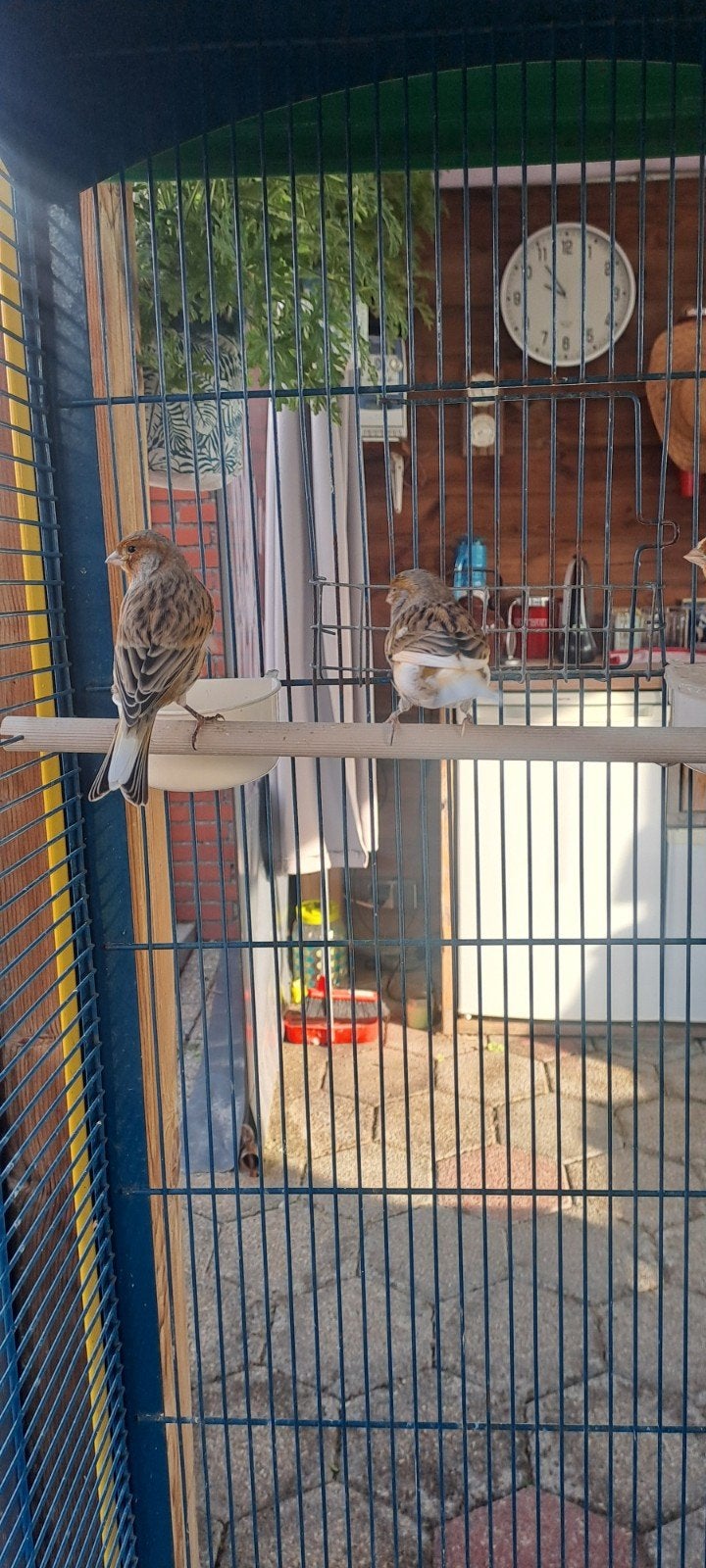 3 x man harlekijn kanaries, Mannelijk