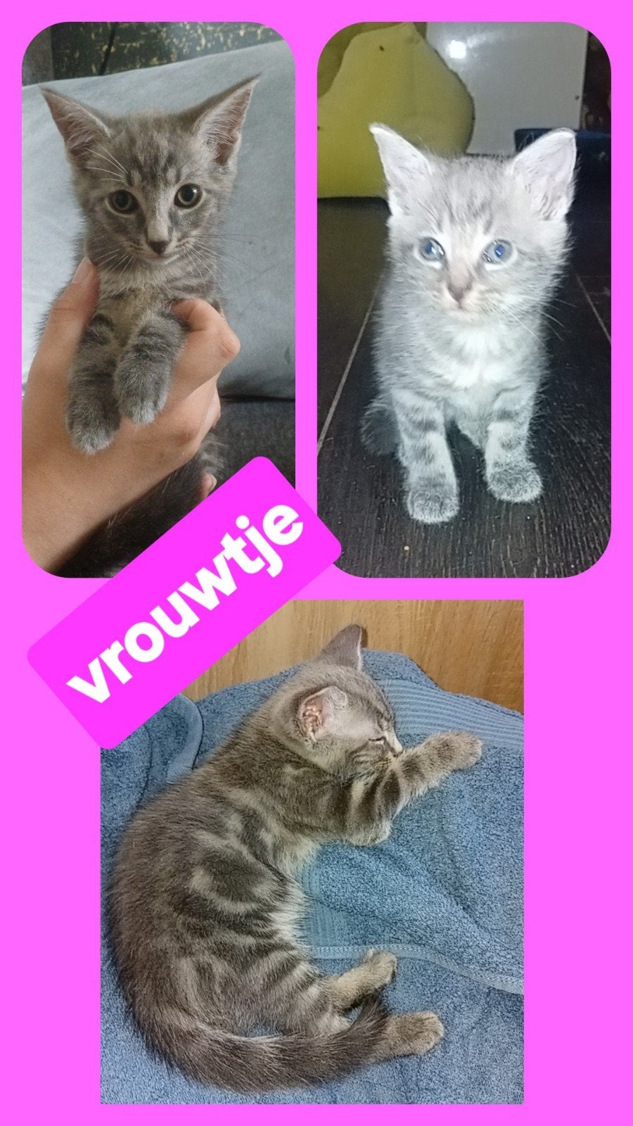 kittens, Dieren en Toebehoren, Katten en Kittens | Overige Katten, Meerdere dieren, Kortharig, 0 tot 2 jaar