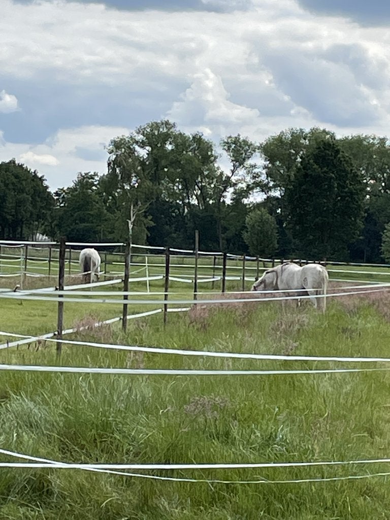 Zelfzorg, Vol- of Trainingspension, lessen, Dieren en Toebehoren, Stalling, 4 paarden of pony's of meer