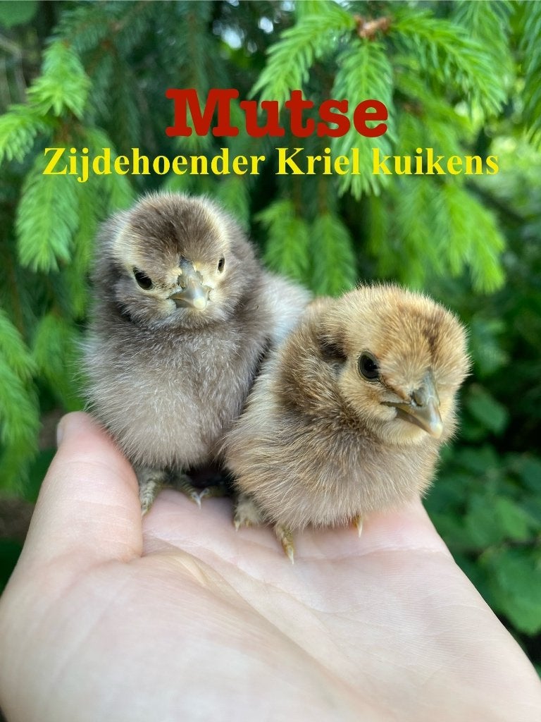 Zijdehoender Kriel broedeieren, Dieren en Toebehoren, Geslacht onbekend, Kip
