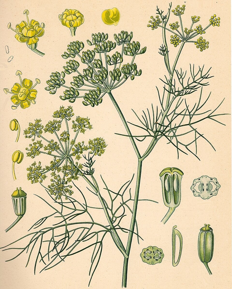 Bladvenkel planten - Vaste plant voor thee en kruiden, Volle zon, Vaste plant, Ophalen of Verzenden, Kruiden