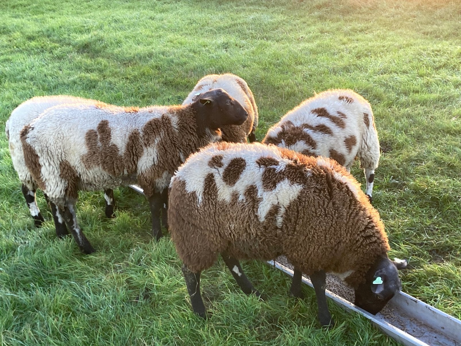 Mooie bonte dekrammen, Dieren en Toebehoren, Mannelijk, Schaap, 0 tot 2 jaar
