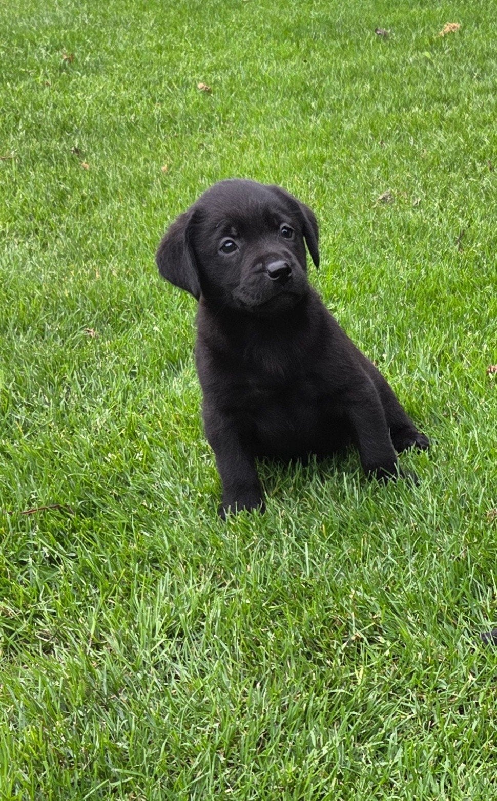 Labrador pups zwart raszuiver teefjes, Parvo, 8 tot 15 weken, Labrador retriever, Meerdere