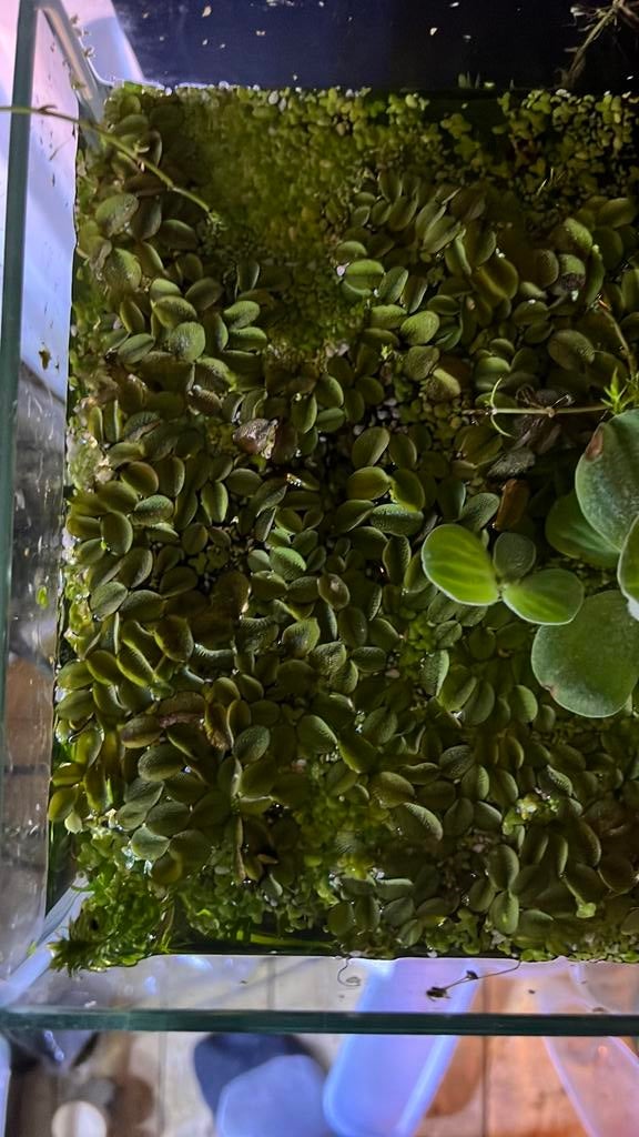 Salvinia kikkerbeet en andere drijfplant., Dieren en Toebehoren, Vissen | Aquaria en Toebehoren, Ophalen, Zo goed als nieuw, Plant(en), Steen of Hout
