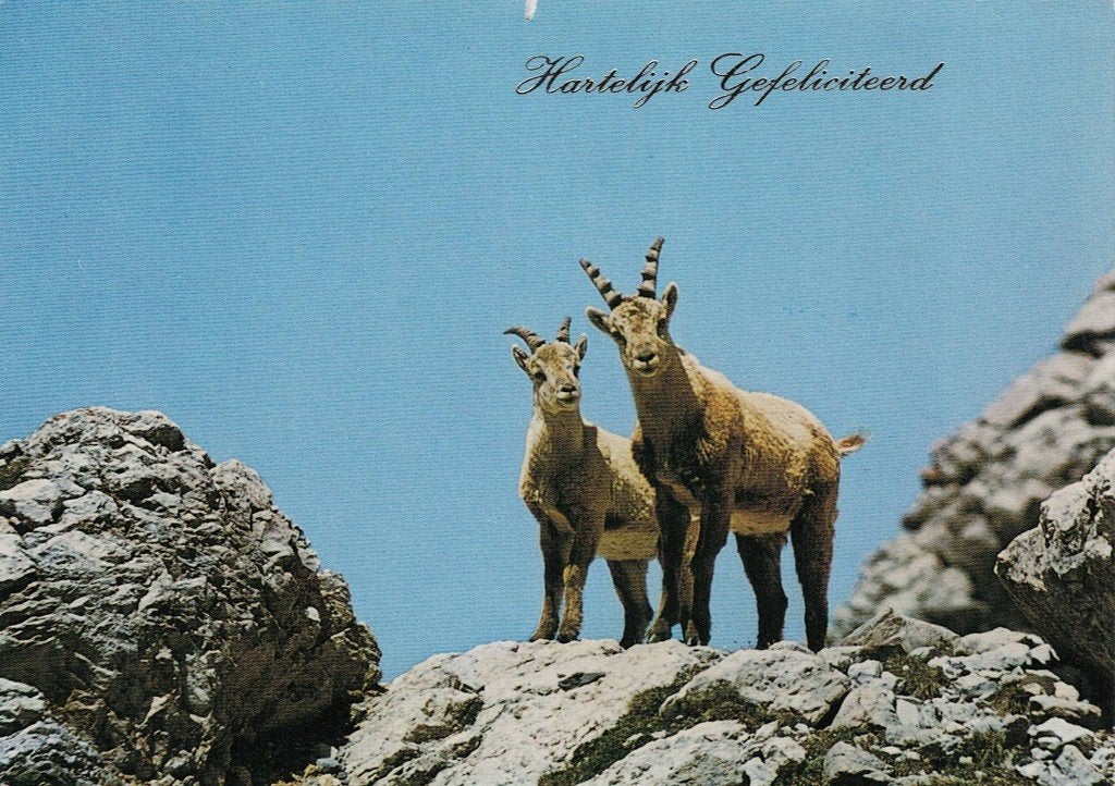 2 Steenbokken 591, Ophalen of Verzenden, 1980 tot heden, Gelopen, Wild dier