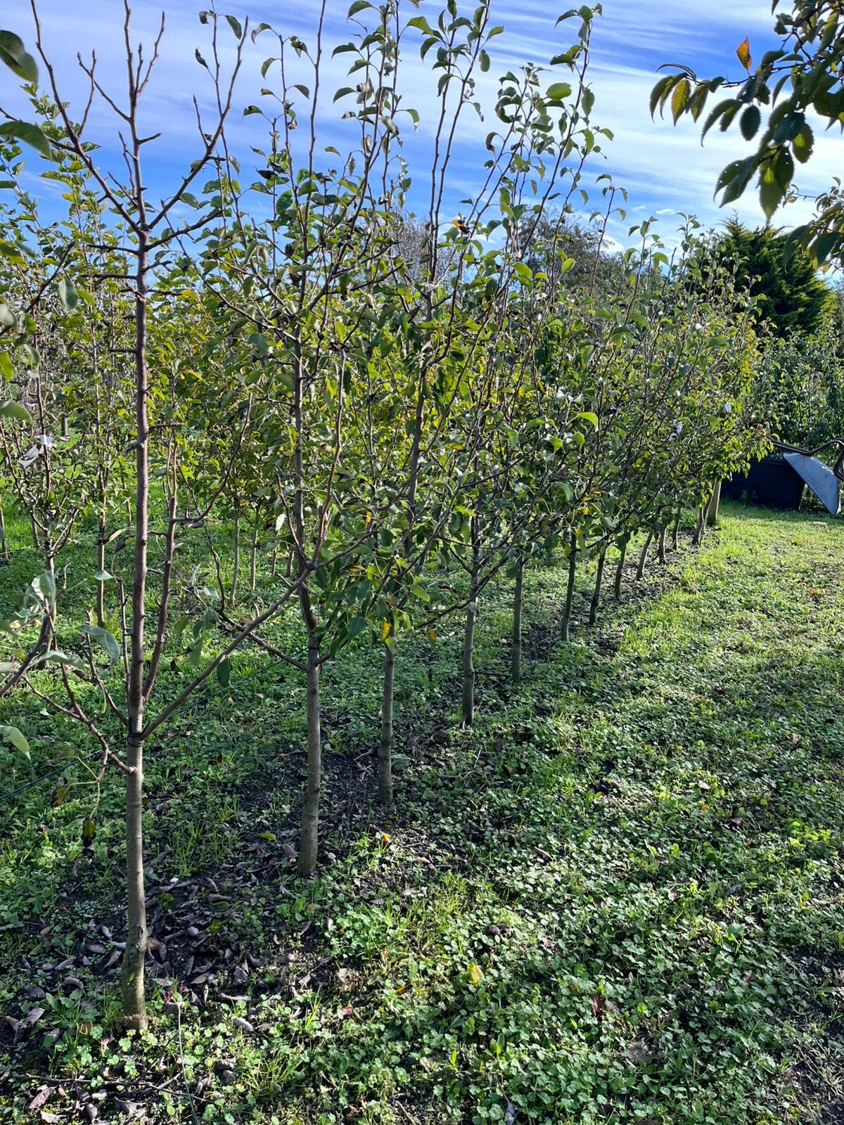 Pyrus c. ‘Gieser wildeman’ stoofpeer, Ophalen, Lente, Perenboom, Halfschaduw