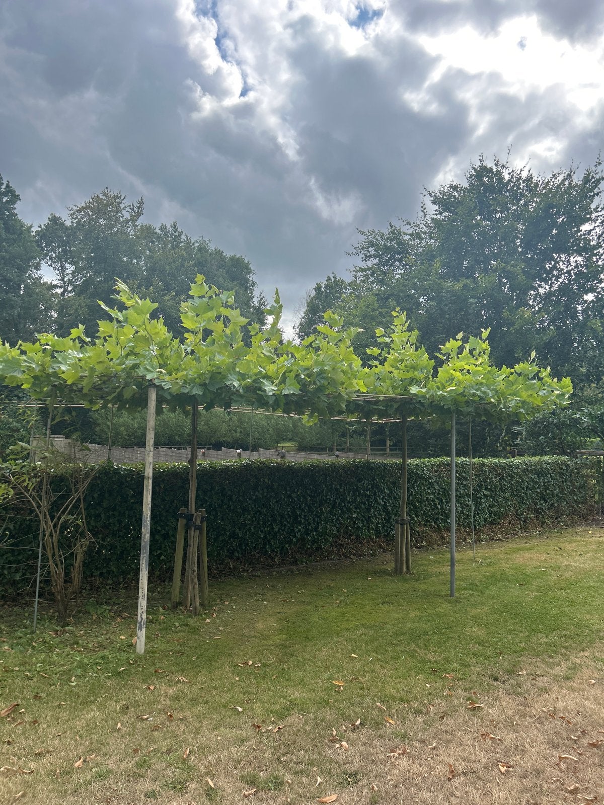 Leiboom Plataan - Ideaal voor schaduw en privacy, Tuin en Terras, Bloeit niet, Leiboom, 250 tot 400 cm, Ophalen