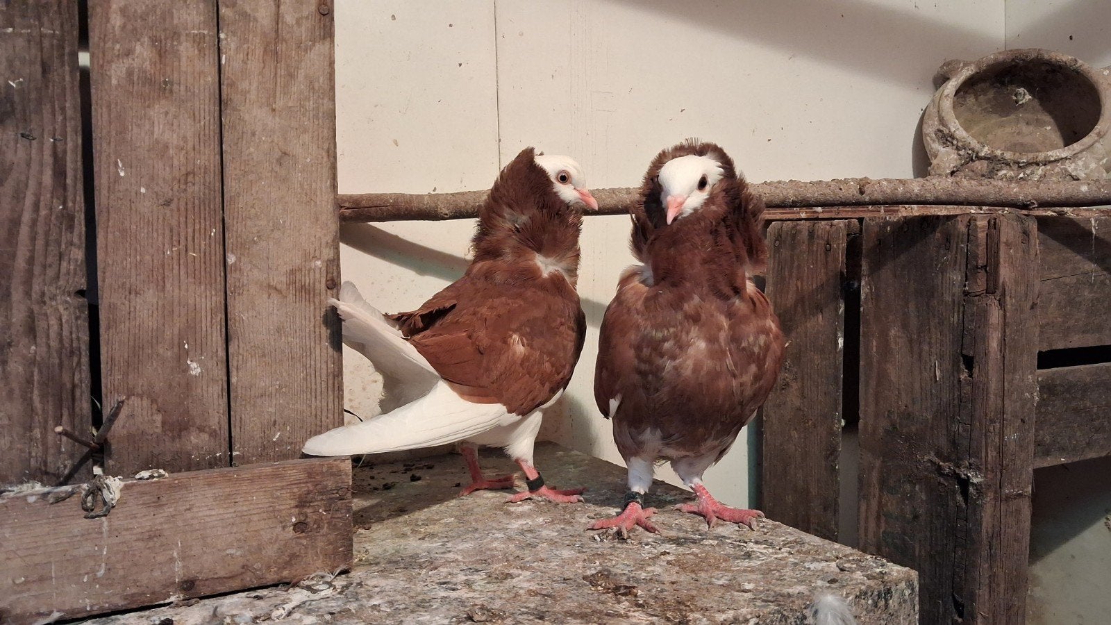 2 Kapucijner duiven te koop!, Dieren en Toebehoren, Vogels | Duiven, Meerdere dieren, Overige soorten