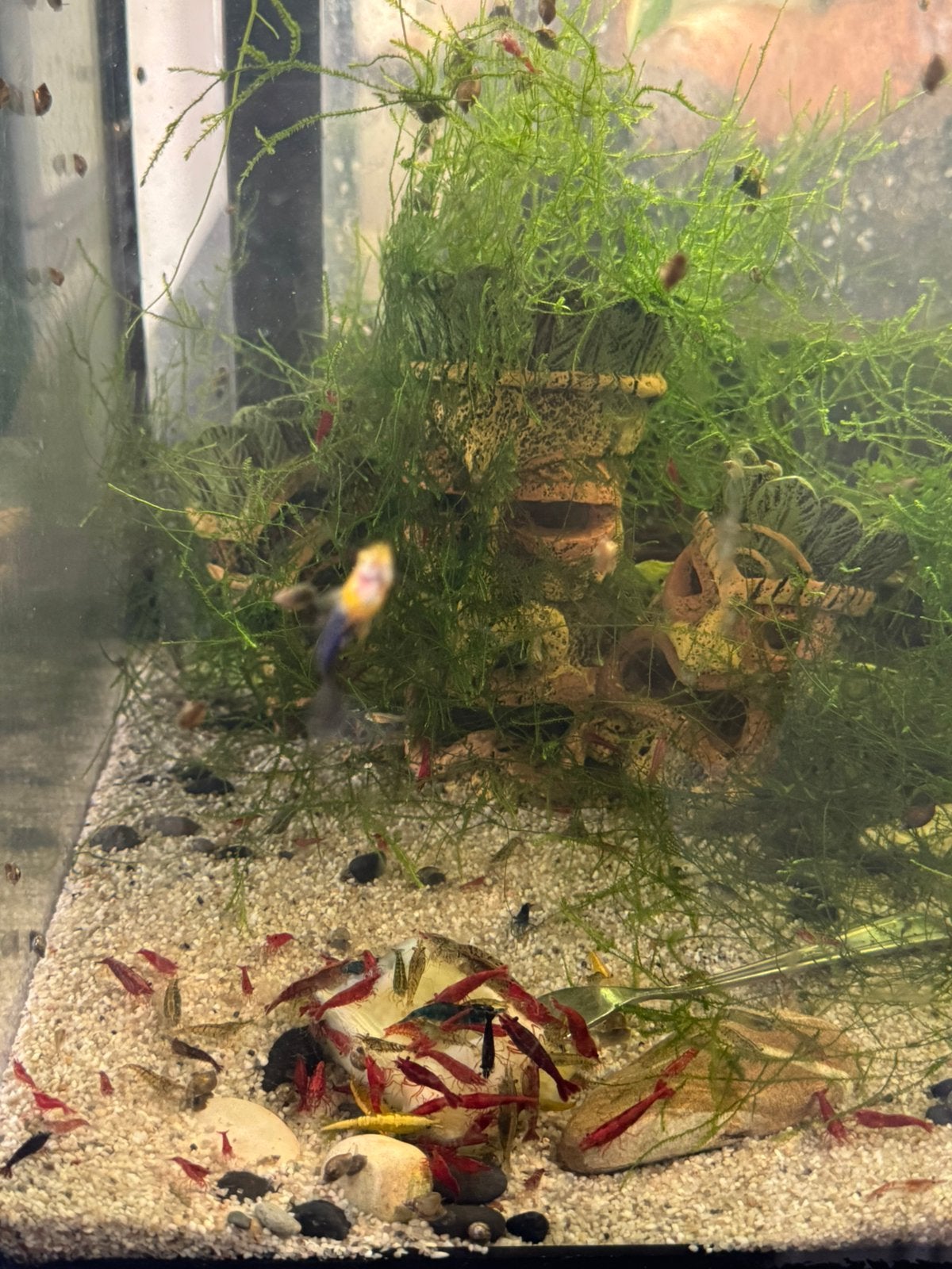 Vuurgarnalen, vuurgarnaal, verschillende kleuren beschikbaar, Dieren en Toebehoren, Vissen | Aquariumvissen, Kreeft, Krab of Garnaal