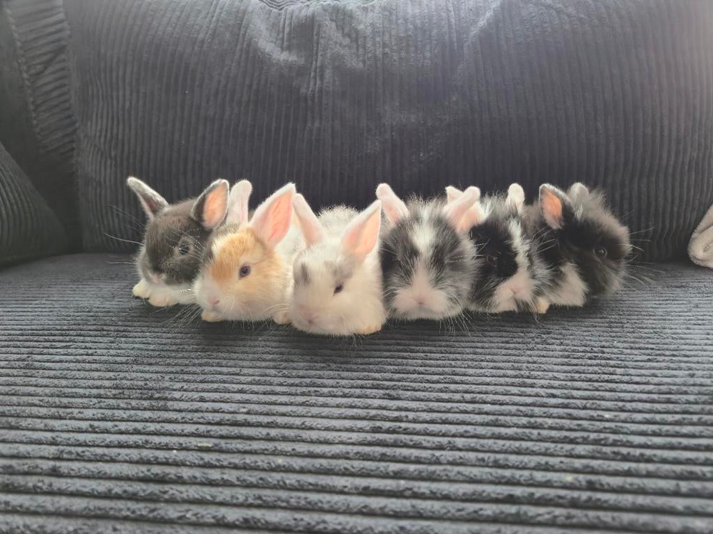 Baby konijntjes, Dieren en Toebehoren, Konijnen, Meerdere dieren, Dwerg