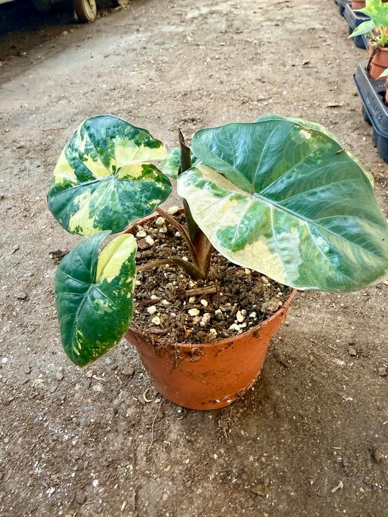 Alocasia Yucatan Princess p12, Huis en Inrichting, Kamerplanten, Overige soorten, In pot, Minder dan 100 cm, Groene kamerplant