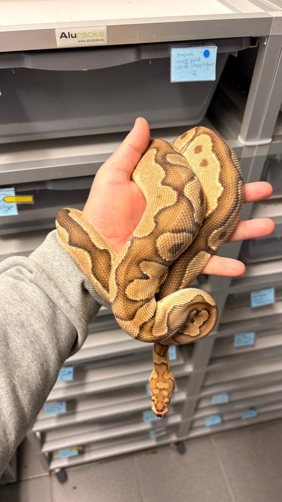 Ball python fire clown, Slang, 3 tot 6 jaar