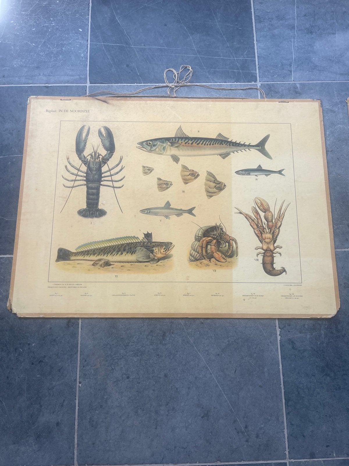 Antieke Biologie Schoolplaten (3 stuks) 75cm/100cn, Antiek en Kunst, Antiek | Schoolplaten, Ophalen of Verzenden, Natuur en Biologie