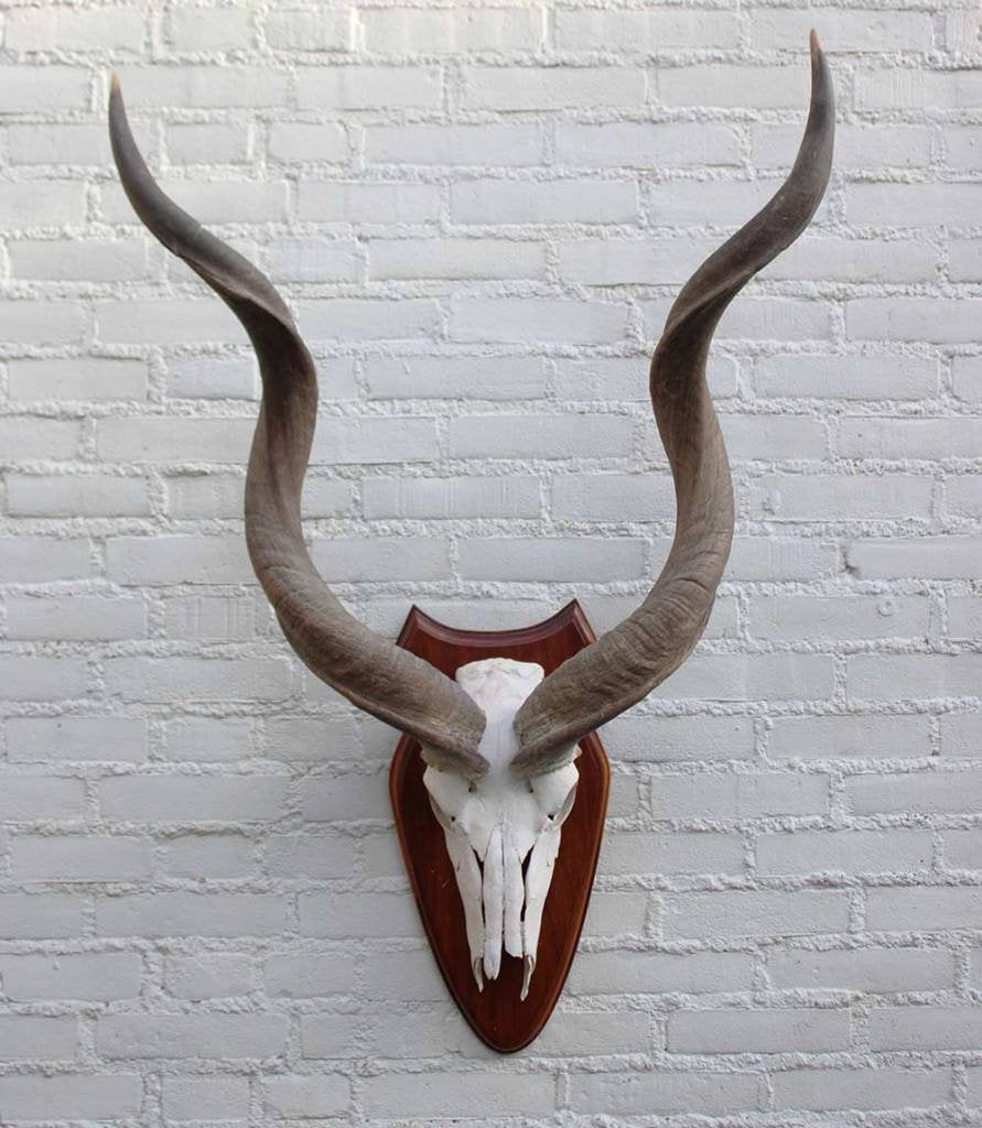 Grote Kudu schedel met hoorns op schild (ref. B), Verzamelen, Dierenverzamelingen, Ophalen of Verzenden, Gebruikt, Wild dier, Gewei of Kop