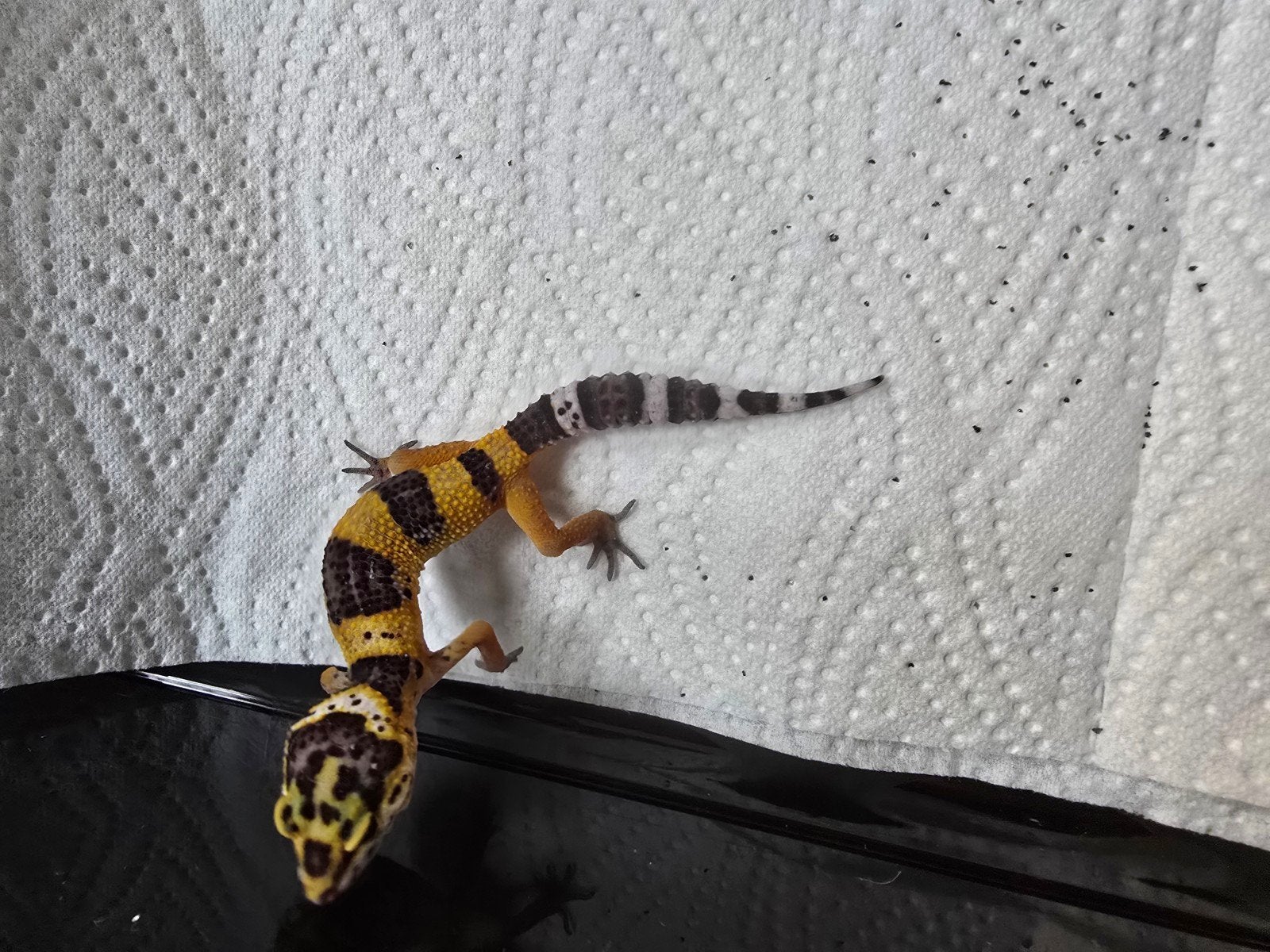 Diversen jonge luipaardgekko's in prachtige kleuren Leopard Gecko photo 11