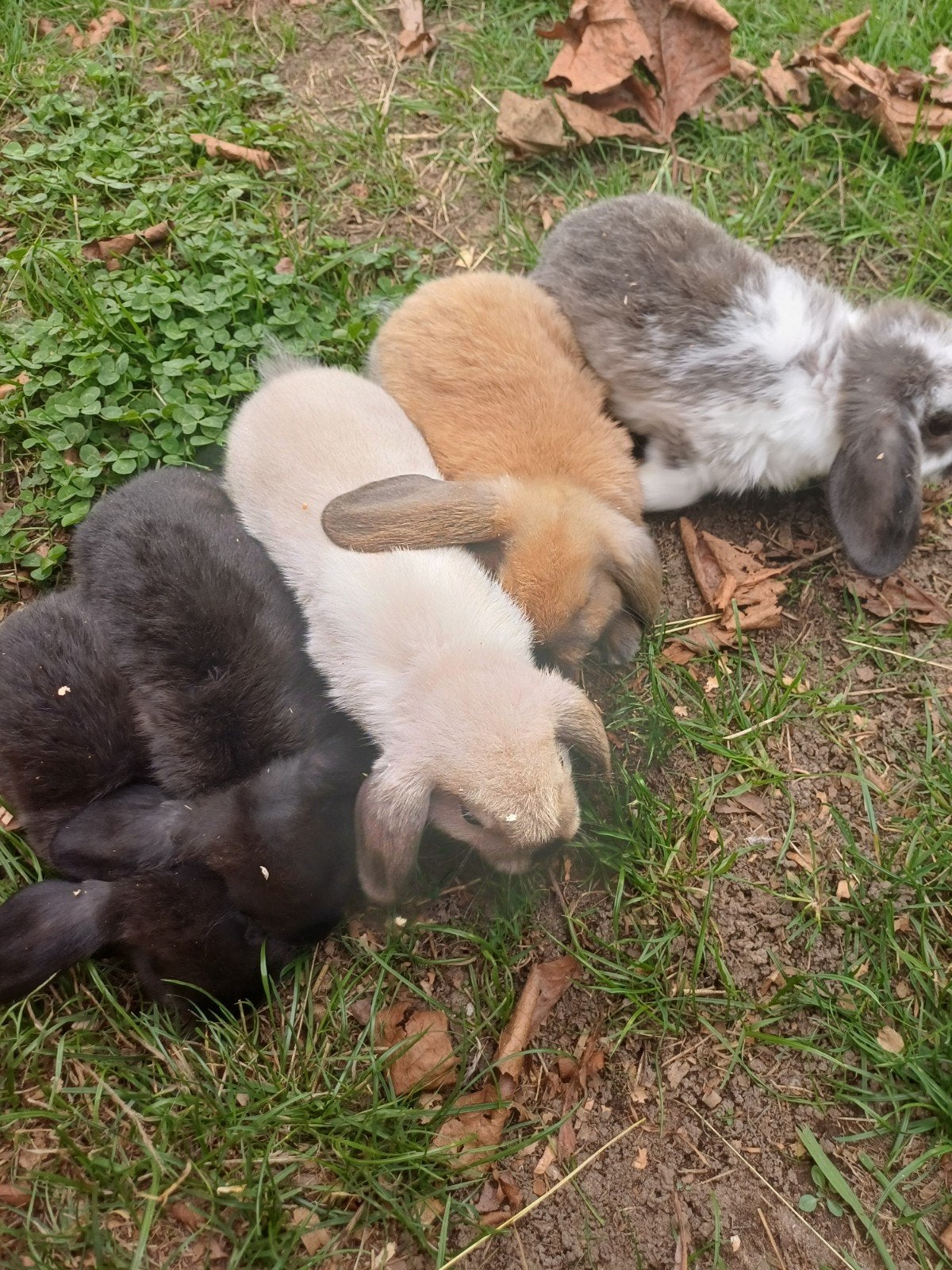 lieve schattige hangoor konijntjes, Dieren en Toebehoren, Meerdere dieren, Hangoor, 0 tot 2 jaar