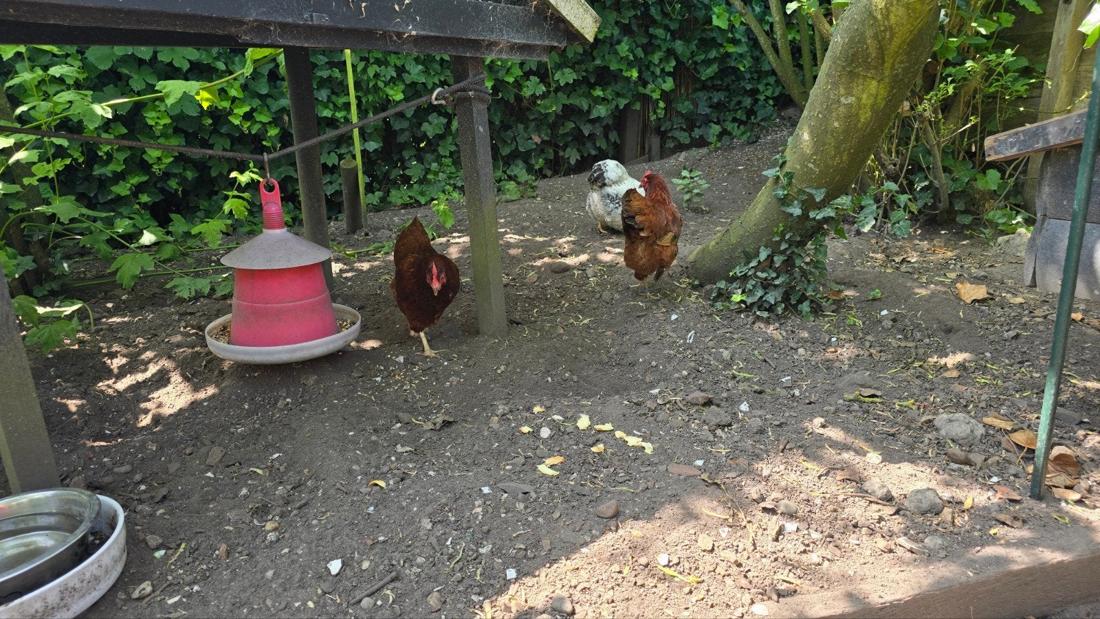 Drie krielkipjes (hennen), Dieren en Toebehoren, Pluimvee, Vrouwelijk, Kip