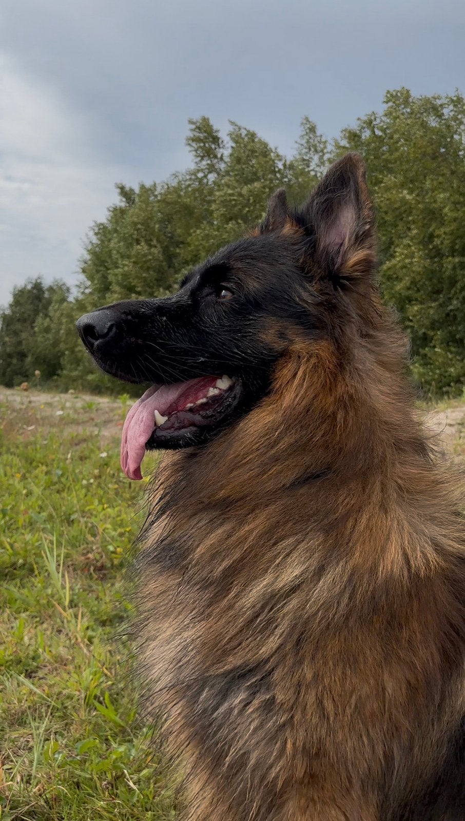 Duitse Herder Dekreu Athos, HD/ED vrij, Reu, 1 tot 2 jaar, Parvo, Eén hond