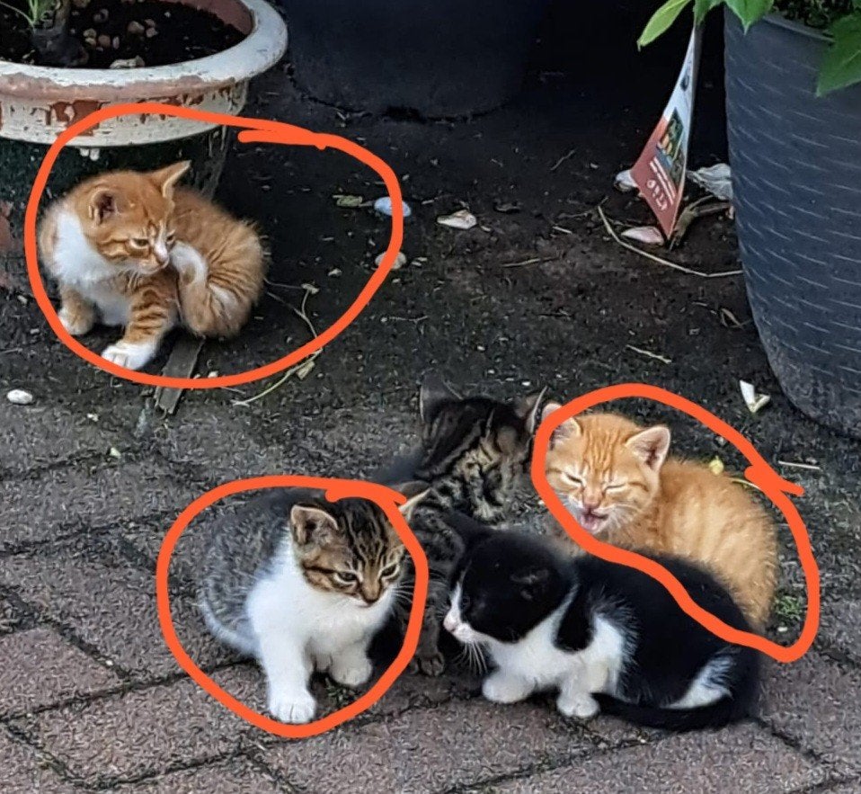 Boerderij kittens, Dieren en Toebehoren, Katten en Kittens | Overige Katten, Meerdere dieren