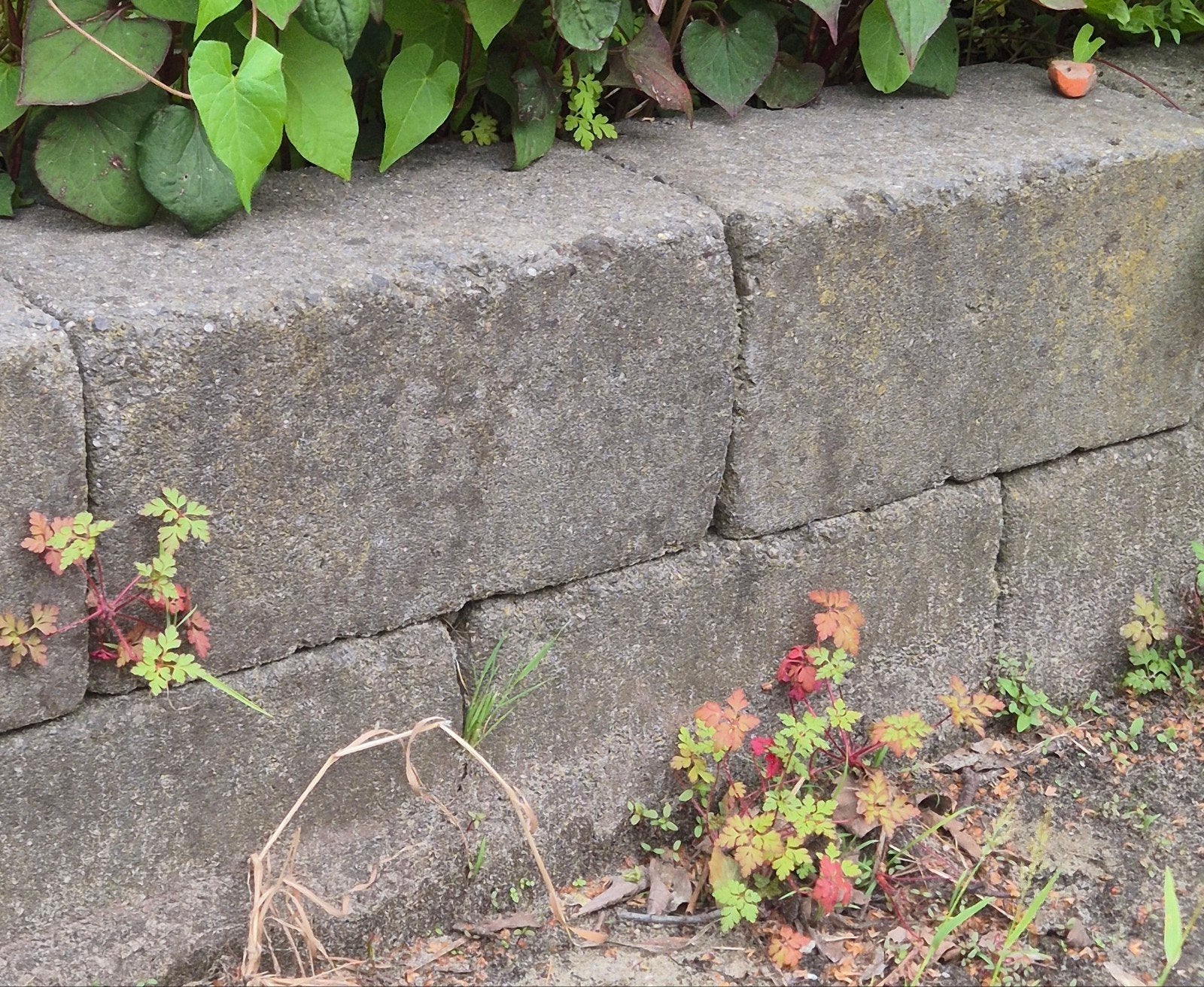Stapelblokken 15×15×30cm gratis afhalen (ca. 80 stuks), Ophalen, Gebruikt, Beton, Overige typen