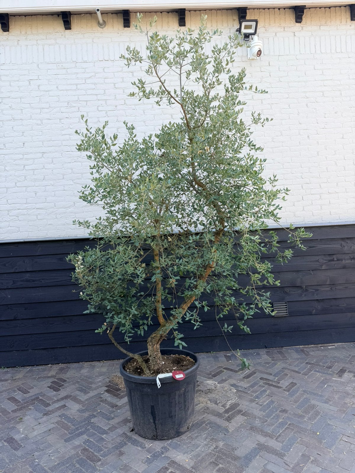 Mooie Meerstammige kurkeik, Tuin en Terras, Overige soorten, 100 tot 250 cm, Zomer, Ophalen