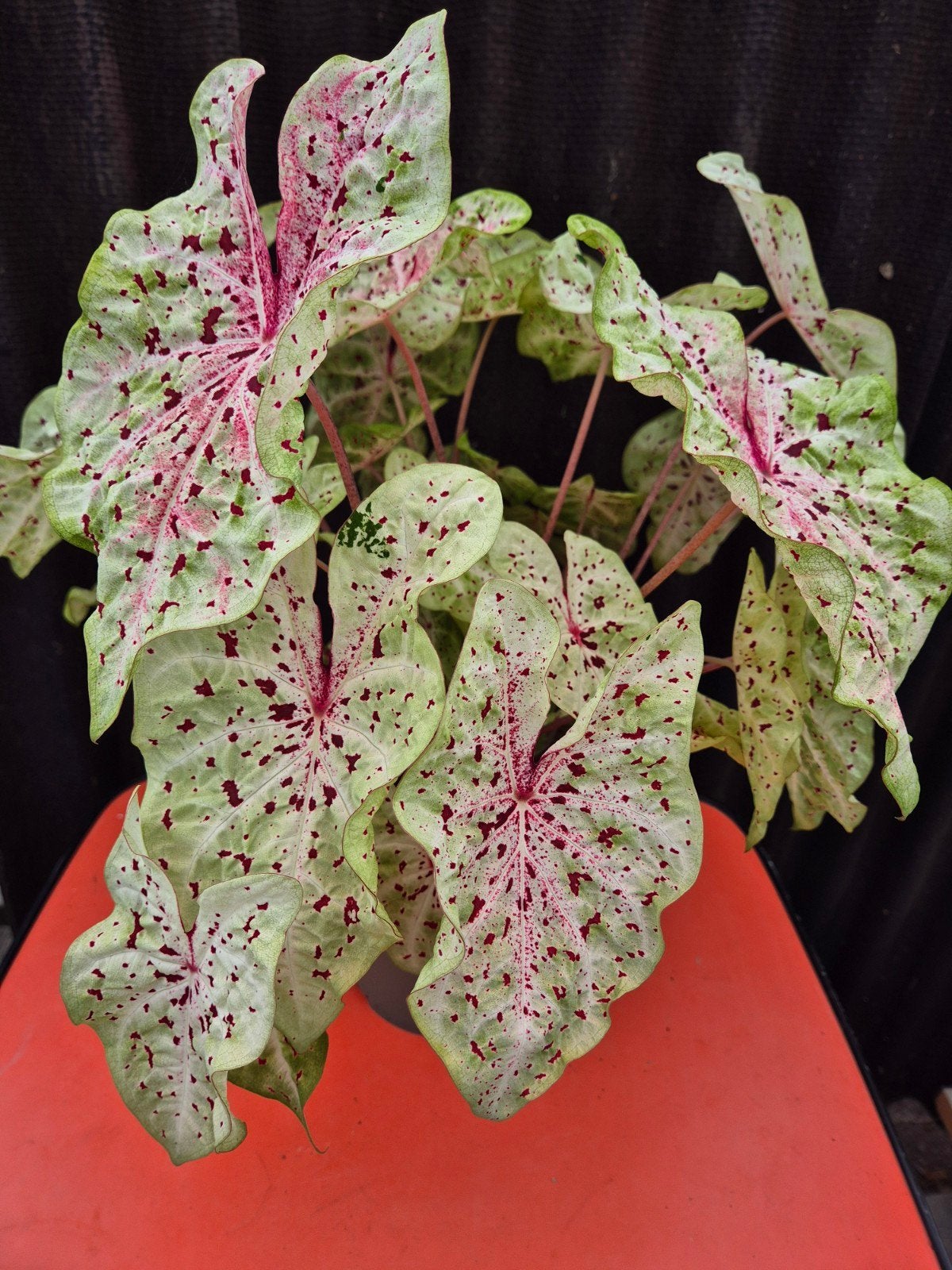 Caladium Miss Muffet XXL p21, Ophalen of Verzenden, Halfschaduw, Minder dan 100 cm