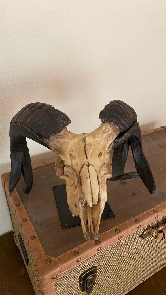 Skelet kop van ( waarschijnlijk) gazelle  of ander rendier, Ophalen, Zo goed als nieuw