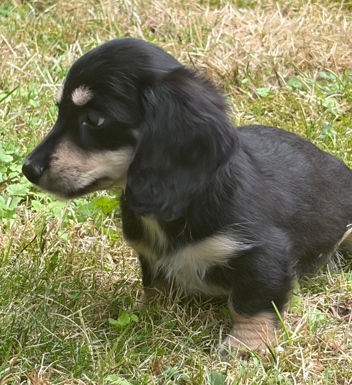 Mooi black creme teckel meisje, Dieren en Toebehoren, Honden | Teckels en Dashonden, Kaninchen, Parvo, 8 tot 15 weken, Teef