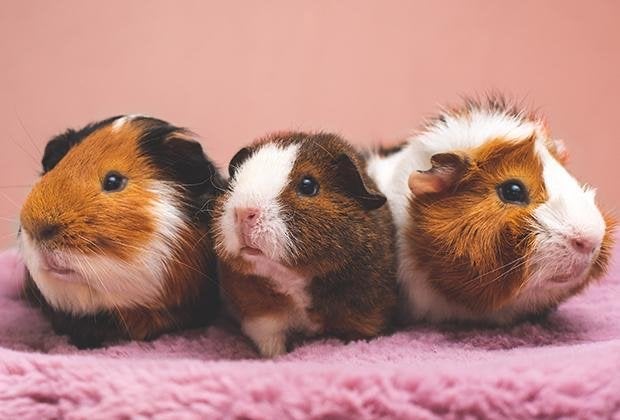 2 cavias  gezocht, Dieren en Toebehoren, Knaagdieren, Mei, Vrouwelijk, Cavia