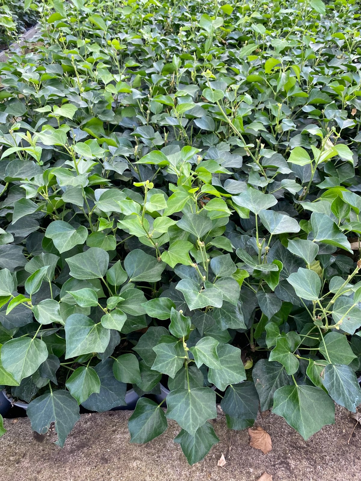 MOOIE VOLLE HEDERA ARBORESCENS – P15 – €2,50 PER STUK!, Tuin en Terras, Planten | Struiken en Hagen, Ophalen, Overige soorten