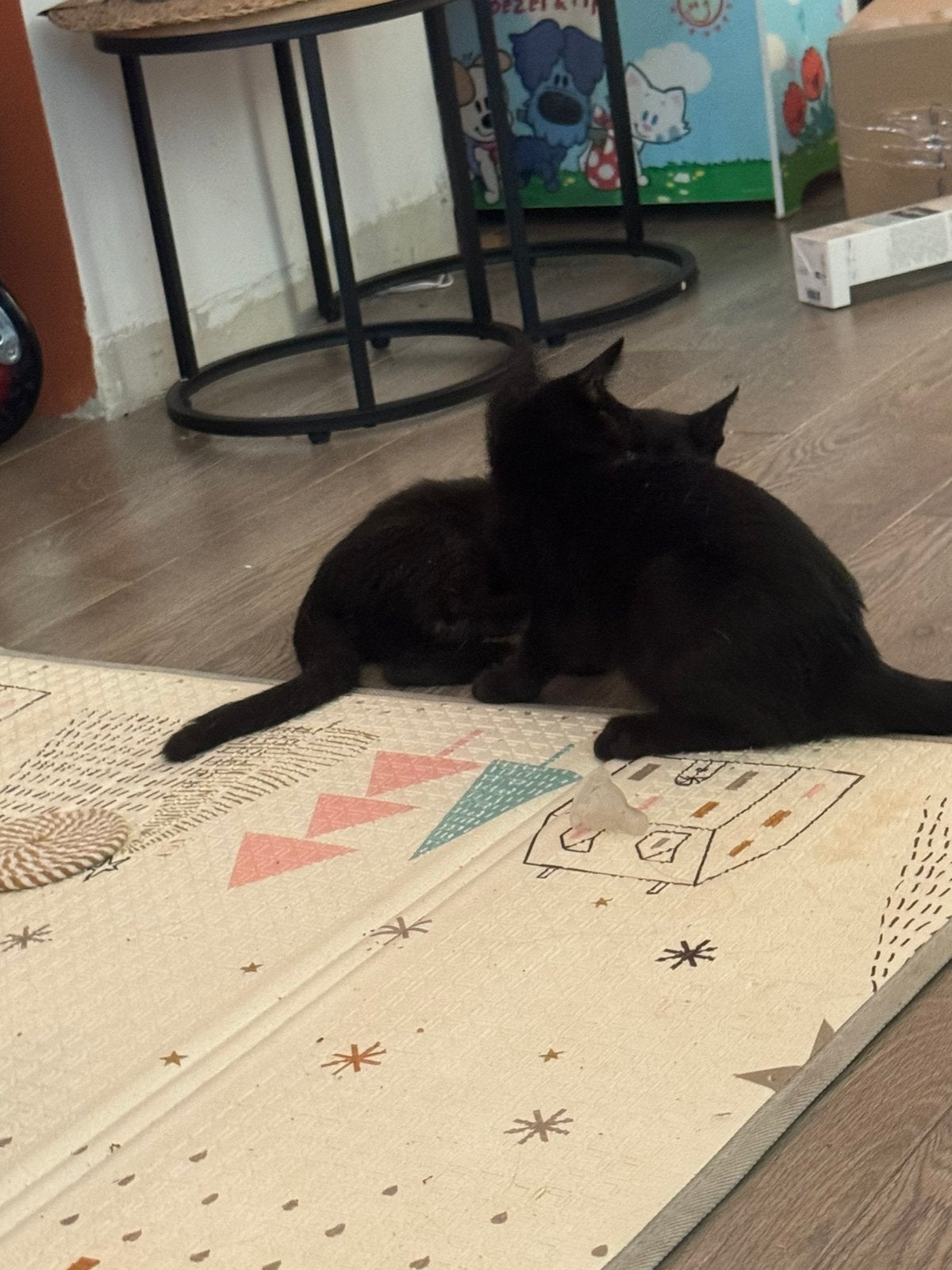 3 kittens zoeken goed huis, Meerdere dieren, Kortharig, 0 tot 2 jaar