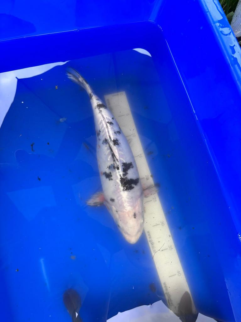 Heleboel koi karpers van groot tot klein, Karper of Koi