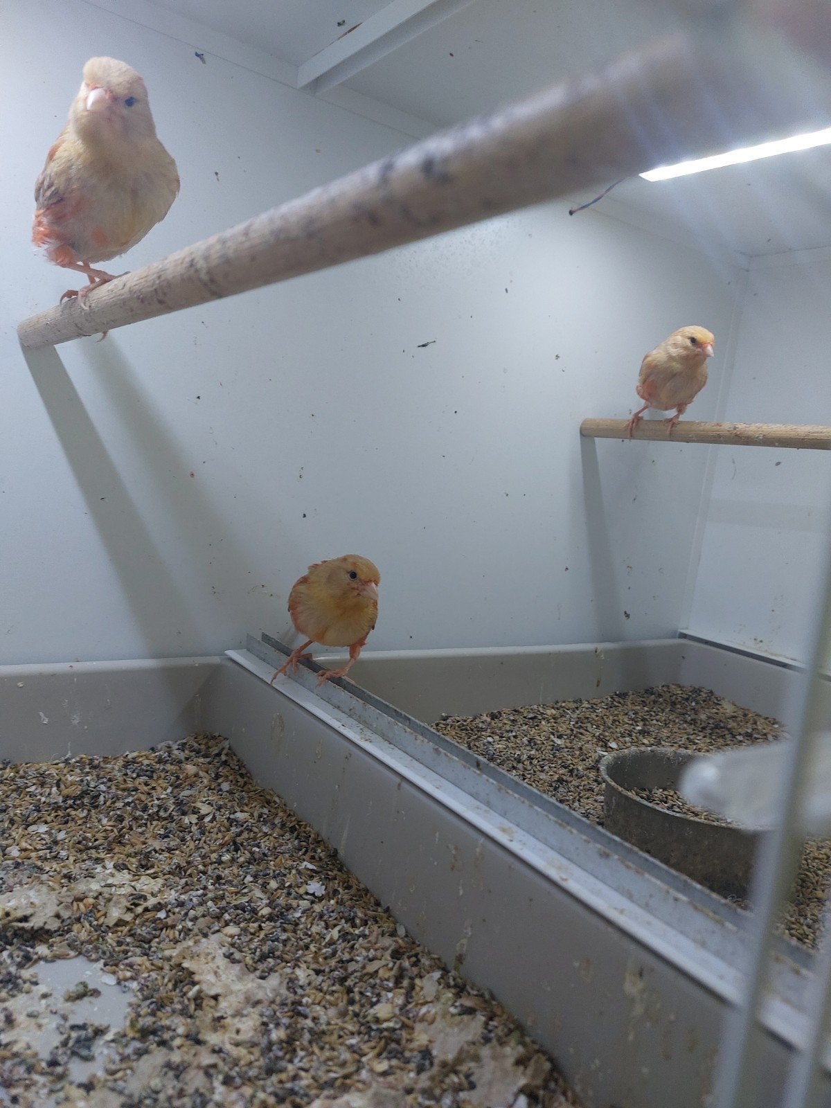 kanaries, Meerdere dieren, Kleurkanarie