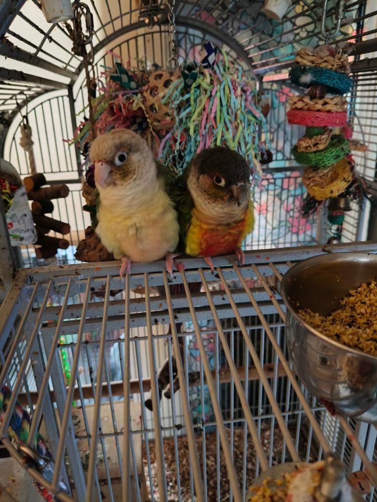Twee mooie pyrrhura.s, Meerdere dieren, Parkiet