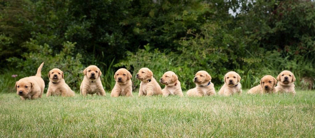 Labrador Retriever pups - blond en red fox, Dieren en Toebehoren, Parvo, 8 tot 15 weken, Labrador retriever, Meerdere