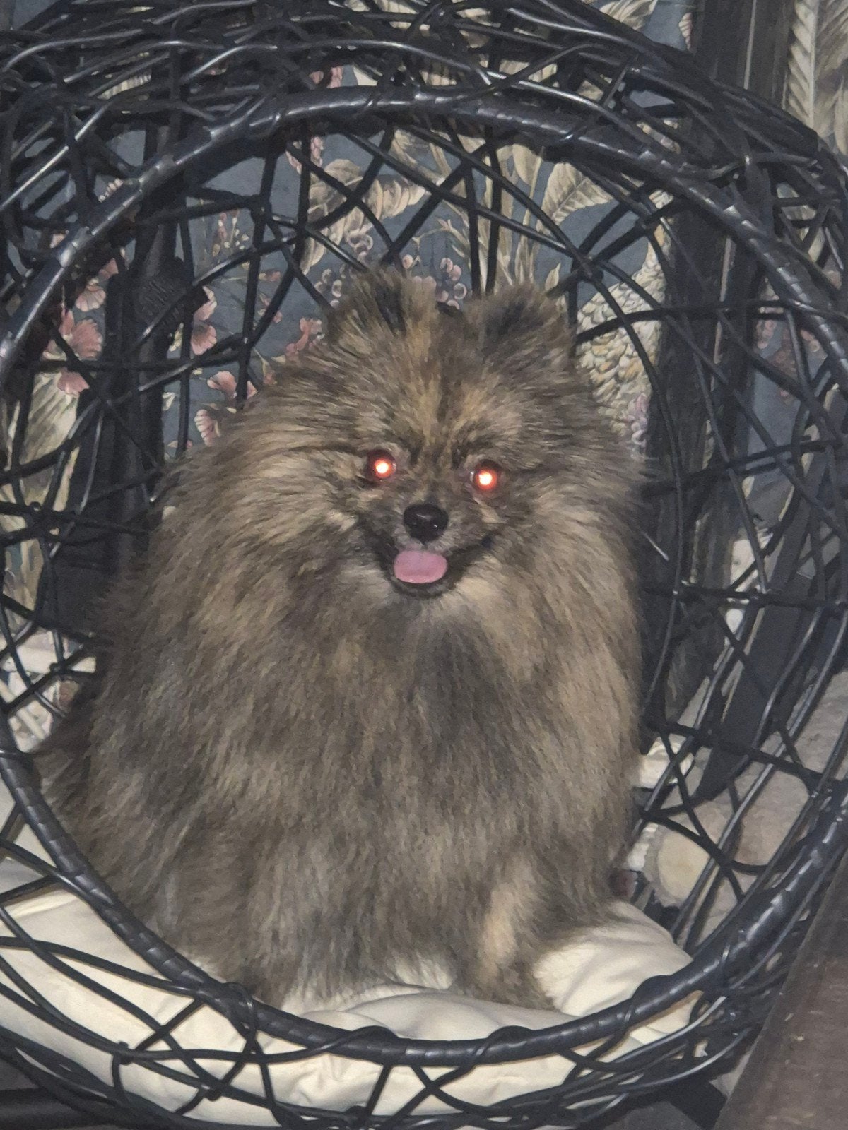 pomeriaan reu net 1 jaar, Dieren en Toebehoren, Keeshond, Reu, CDV (hondenziekte), 1 tot 2 jaar