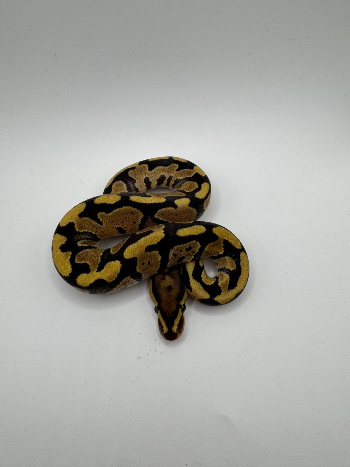 Baby ball python