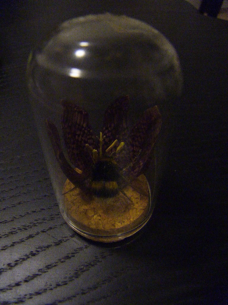 Bumblebee in glazen stolp - Taxidermie, Verzamelen, Ophalen of Verzenden, Zo goed als nieuw, Insect, Opgezet dier