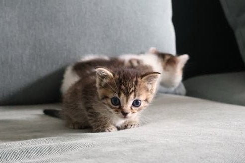 Europese korthaar kittens (Tabby en Bi-color Tabby), Meerdere dieren, Ontwormd