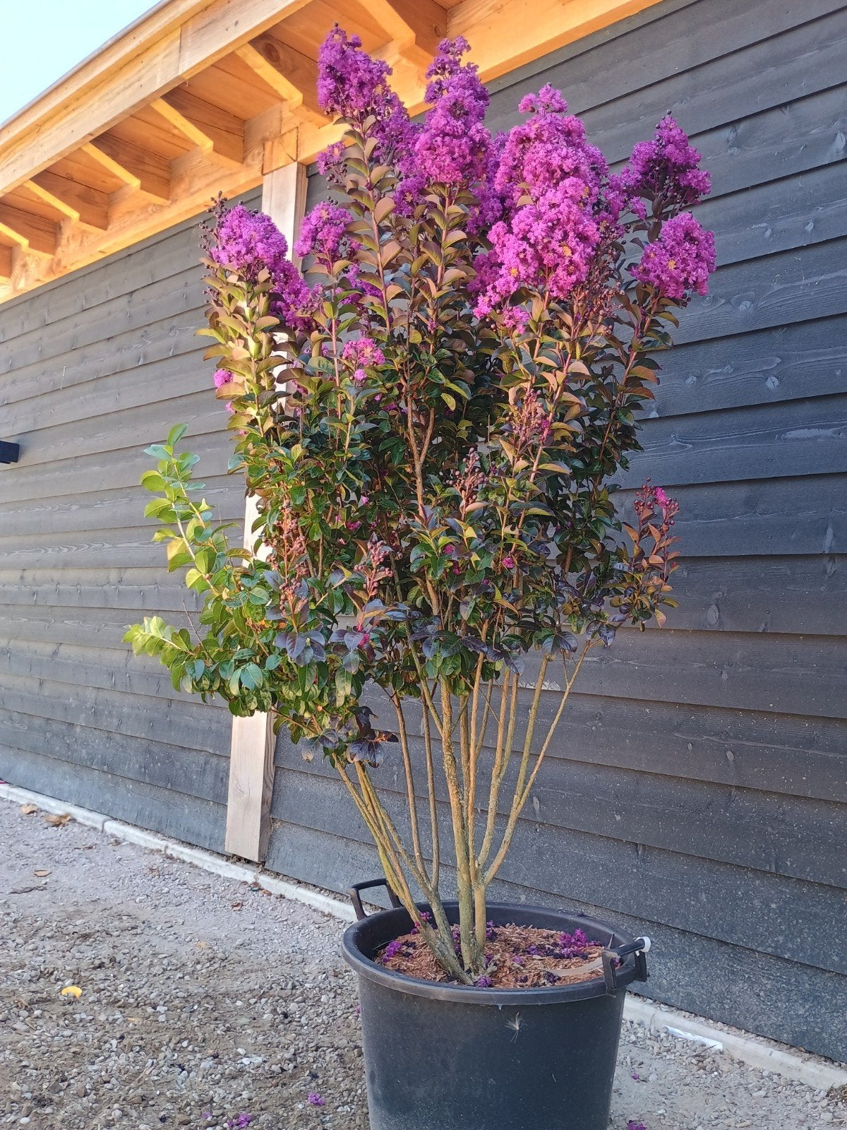 Lagerstroemia 'Rhapsody Blue' - Prachtige Bloeiende Heeste, Tuin en Terras, Volle zon, Vaste plant, Zomer, Ophalen